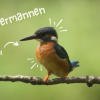 Watermannen, 'In het spoor van de ijsvogel'